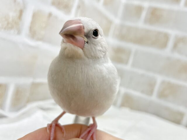 最新画像あり！動画あり！シルバーカラーにご注目～✨ シルバー文鳥🐣