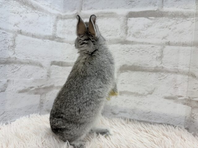 ネザーランドドワーフ