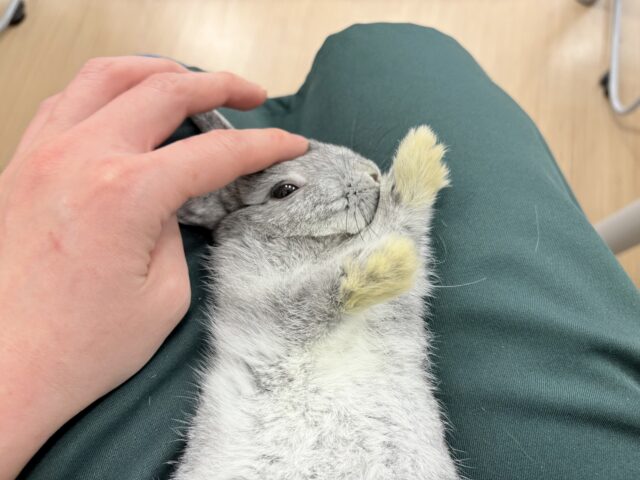 ネザーランドドワーフ