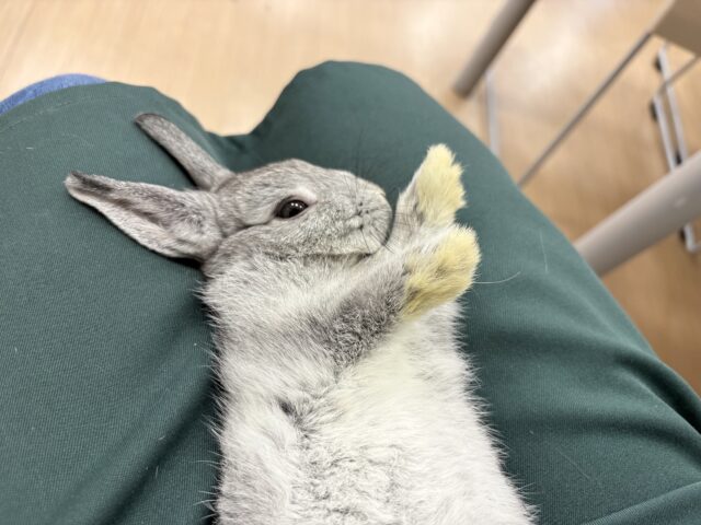 ネザーランドドワーフ