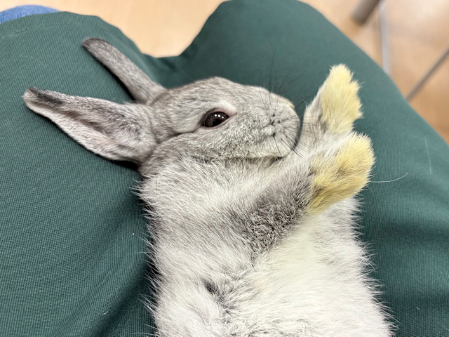 ネザーランドドワーフ