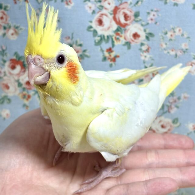 オカメインコ