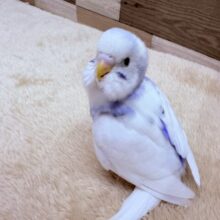 最新画像あります✨青空に雲が登ってゆく〜☁️セキセイインコのパイド❣️