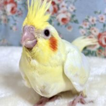 オカメインコ  ルチノーちゃん  (● ･θ･)