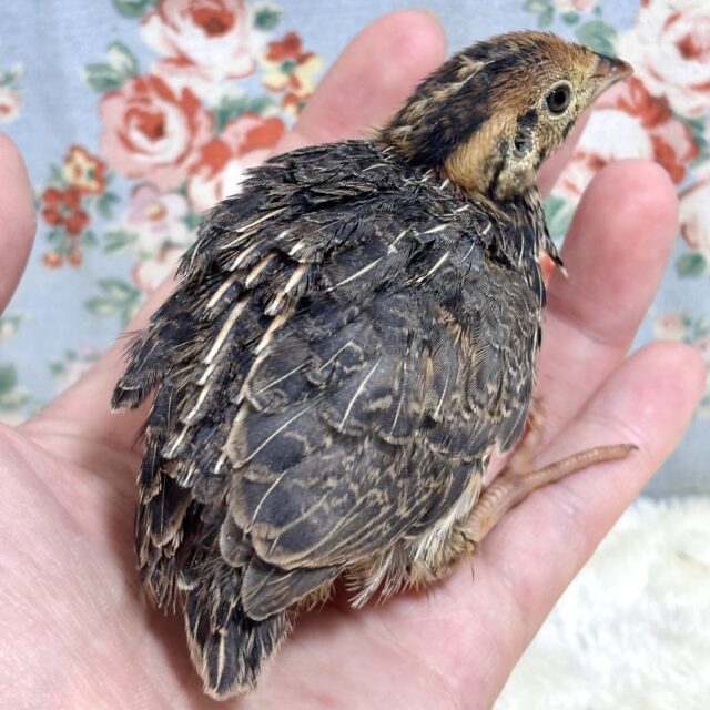 並ウズラ