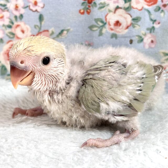 コザクラインコ（小桜インコ）