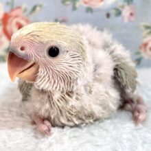コザクラインコ  オーストラリアンシナモン  👒🍏🔆｡°