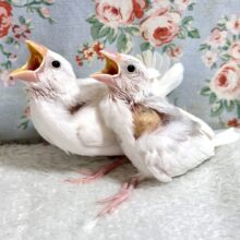 白文鳥ちゃんず2羽！🕊𓂃𓈒𓏸︎︎︎︎🪽