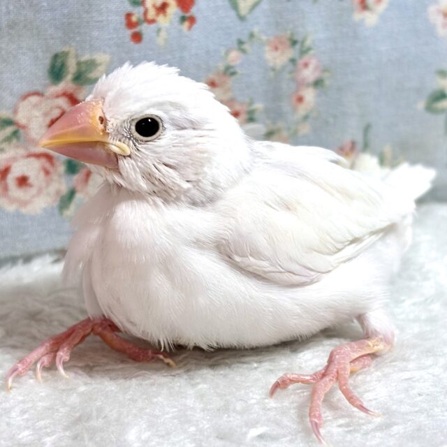 2025年2月8日(土) 川島町白鳥飛来地の野鳥観察記録 by Tora丸