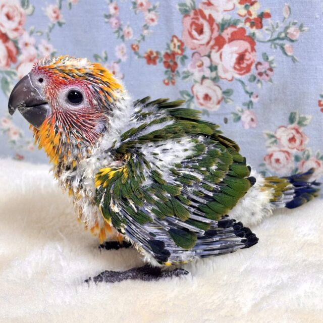 コガネメキシコインコ