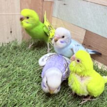 最新画像あります🌟期間限定‼️あつまれ〜♪春のセキセイひな祭り🌸