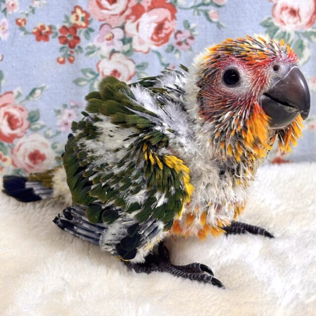 コガネメキシコインコ