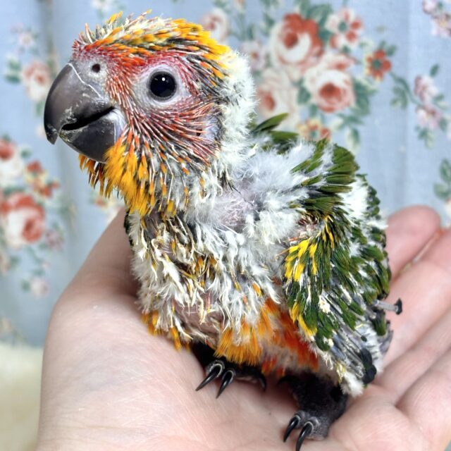 コガネメキシコインコ