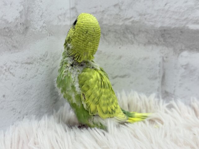 セキセイインコ