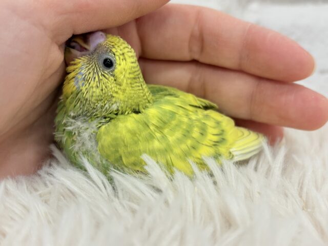 セキセイインコ