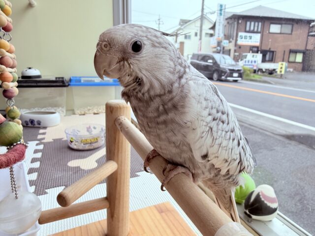 オカメインコ