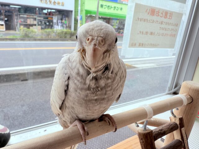 オカメインコ