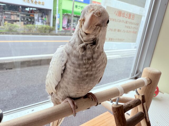 オカメインコ