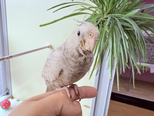 オカメインコ