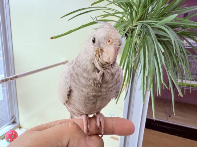 オカメインコ