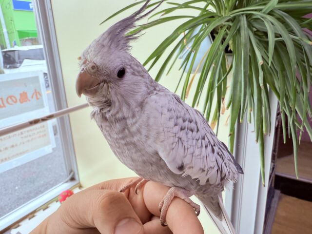 オカメインコ