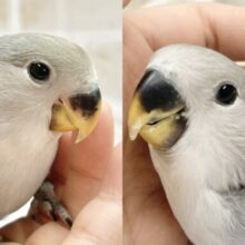最新画像あり！落ち着く色合いのバイオレットさん🫐コザクラインコ（バイオレット）