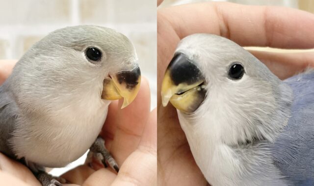 最新画像あり！落ち着く色合いのバイオレットさん🫐コザクラインコ（バイオレット）