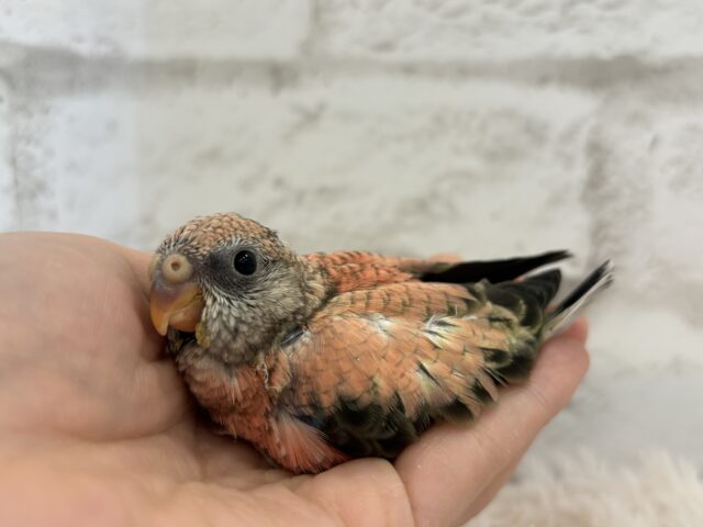 アキクサインコ（秋草インコ）