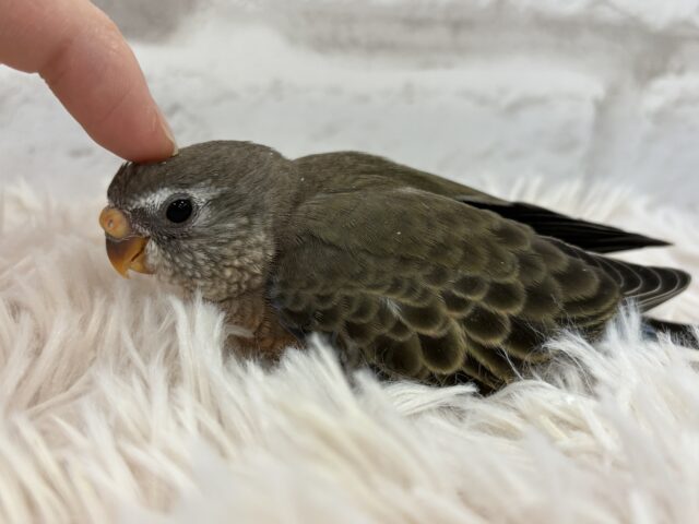 アキクサインコ（秋草インコ）