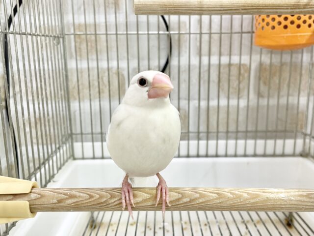 白文鳥