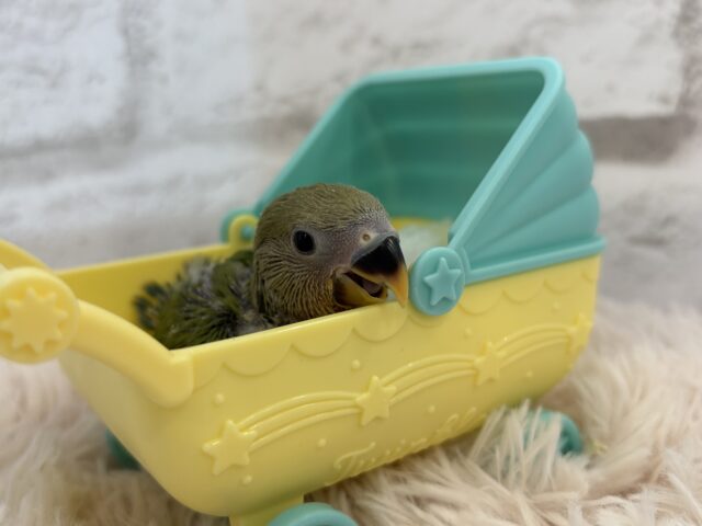 コザクラインコ（小桜インコ）