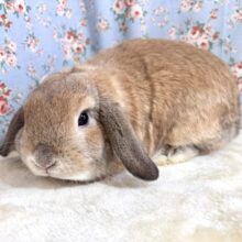 ホーランドロップイヤーラビット  男の子  🐰🏷‪‪‪‪🤎