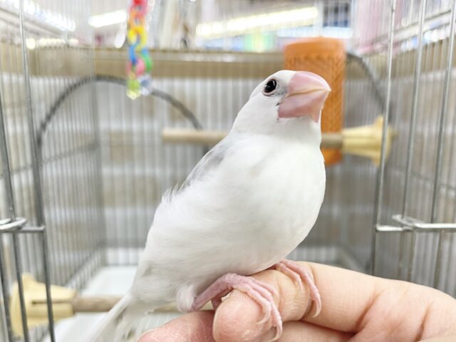 白文鳥