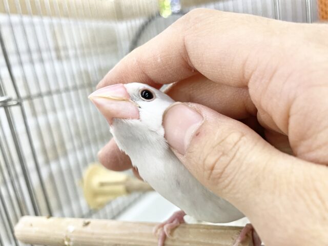 白文鳥