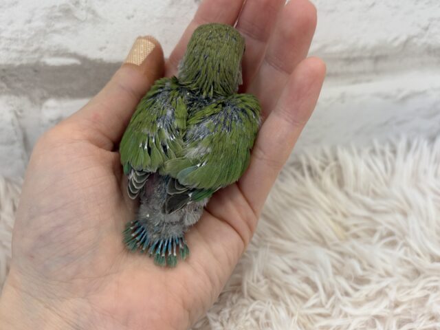 コザクラインコ（小桜インコ）