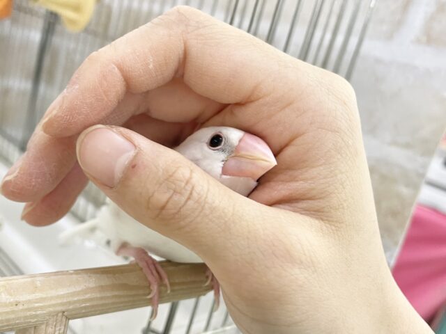 白文鳥