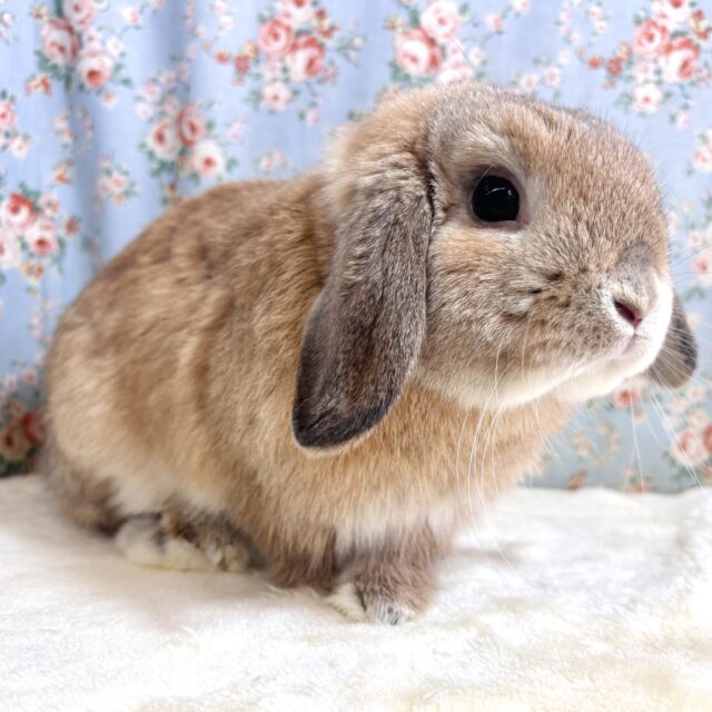 ホーランドロップ