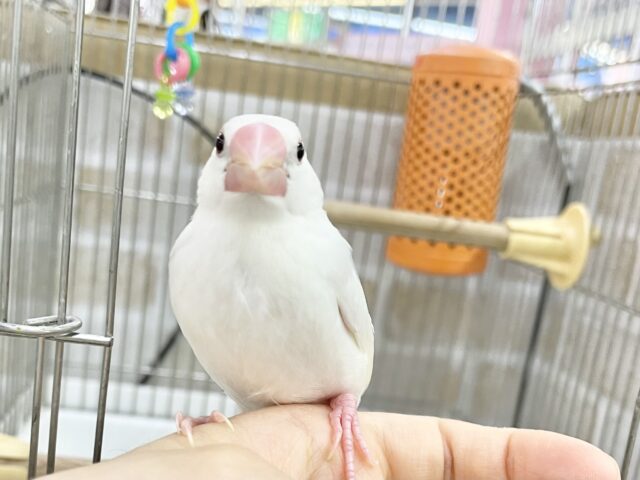 白文鳥