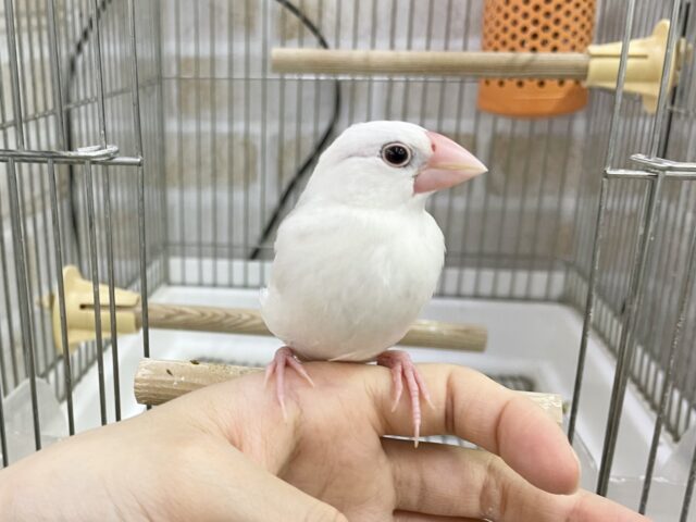 白文鳥