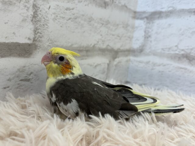 オカメインコ