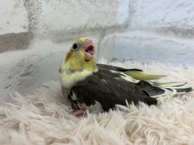 オカメインコ