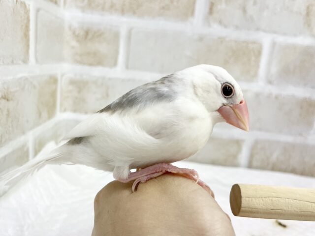白文鳥