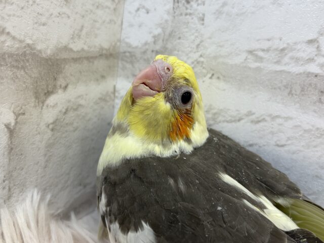 ちびっ子怪獣の登場だっ🐣‪☆オカメインコ(パイド) ヒナ