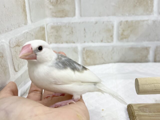 白文鳥