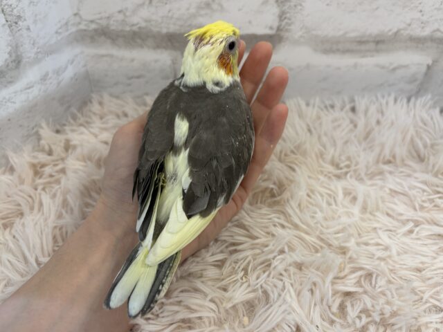 オカメインコ