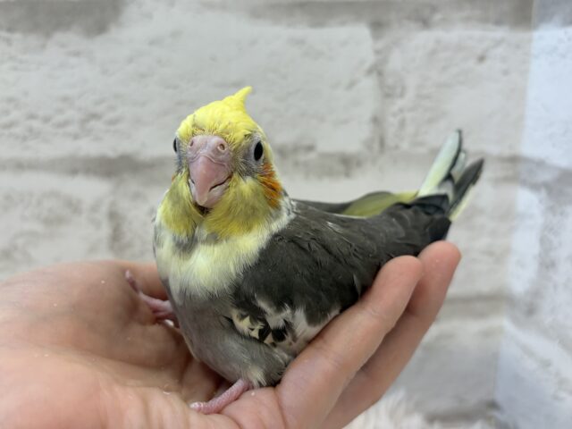 オカメインコ