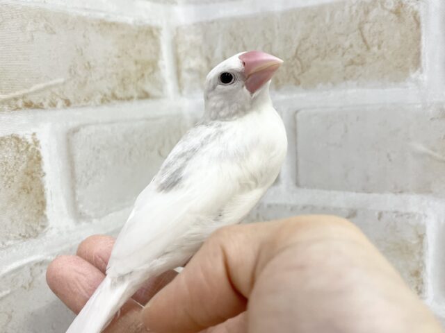 白文鳥