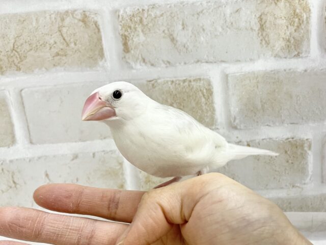 白文鳥