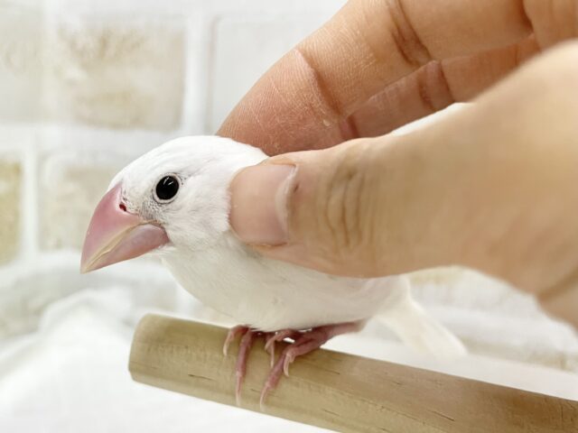 白文鳥