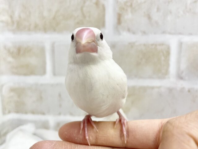 白文鳥
